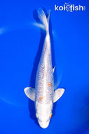 8.75" GINRIN HARIWAKE