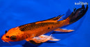 7.75" ORENJI MATSUBA BUTTERFLY