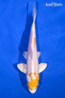 6.75" HARIWAKE
