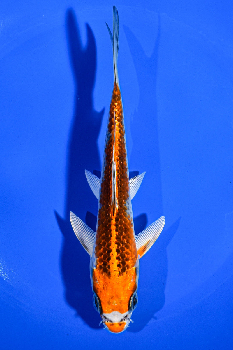 6" KUJAKU