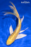 8" YAMABUKI OGON BUTTERFLY