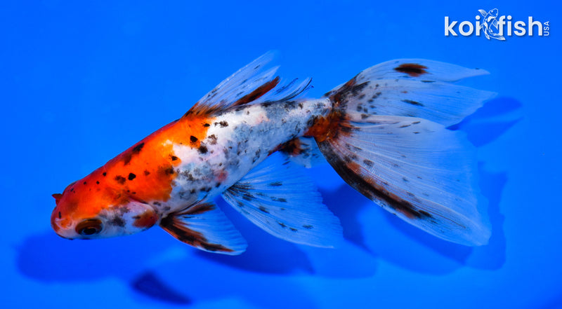 6.75" CALICO WATONAI GOLDFISH