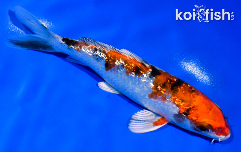 5" GINRIN YAMATO NISHIKI