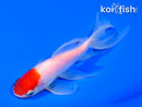 6" TANCHO WATONAI GOLDFISH
