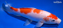 9" KOHAKU