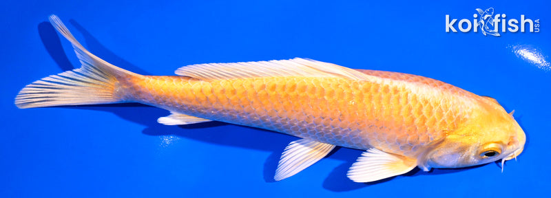 6.75" YAMABUKI OGON