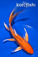 7.25" DOITSU ORENJI OGON BUTTERFLY