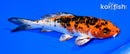 6.25" YAMATO NISHIKI
