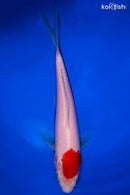 6.5" KOHAKU