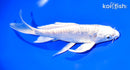 7.25" DOITSU PLATINUM OGON BUTTERFLY