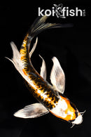 7.25" ARAGOKE BENI KIKOKURYU BUTTERFLY