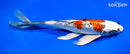 11" GINRIN KUJAKU BUTTERFLY