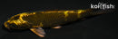 4.25" KIN KI UTSURI