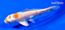 5.25" ARAGOKE KIKUSUI
