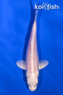 4.5" PLATINUM OGON