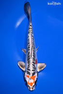 9.75" BENI KIKOKURYU
