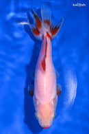 6.25" KUCHIBENI WAKIN GODLFISH