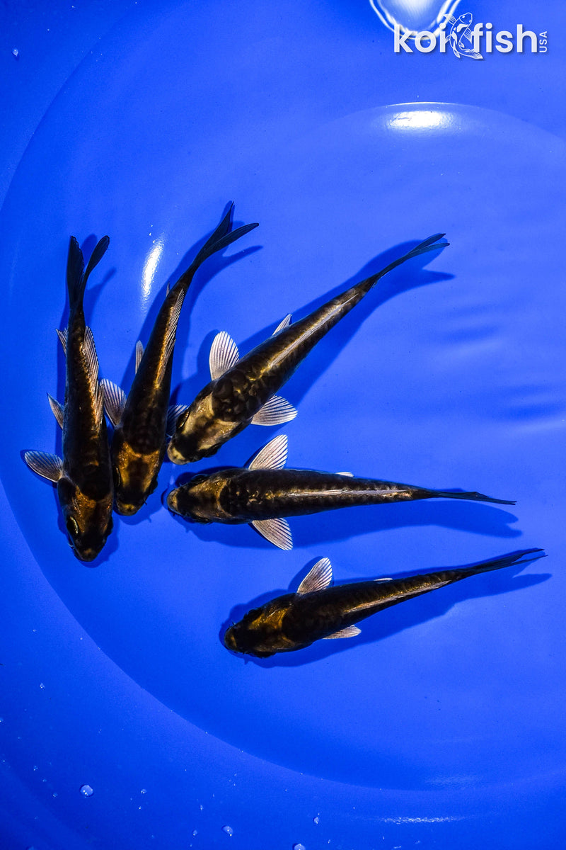 PACK OF (5) 4.25"-5" KABUTO KOI