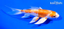 6" KIKUSUI BUTTERFLY