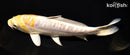8" ARAGOKE LEMON HARIWAKE