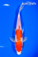 7.25" KOHAKU