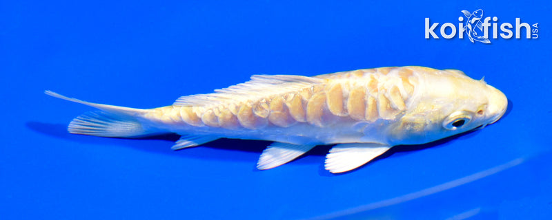 5" DOITSU YAMABUKI OGON