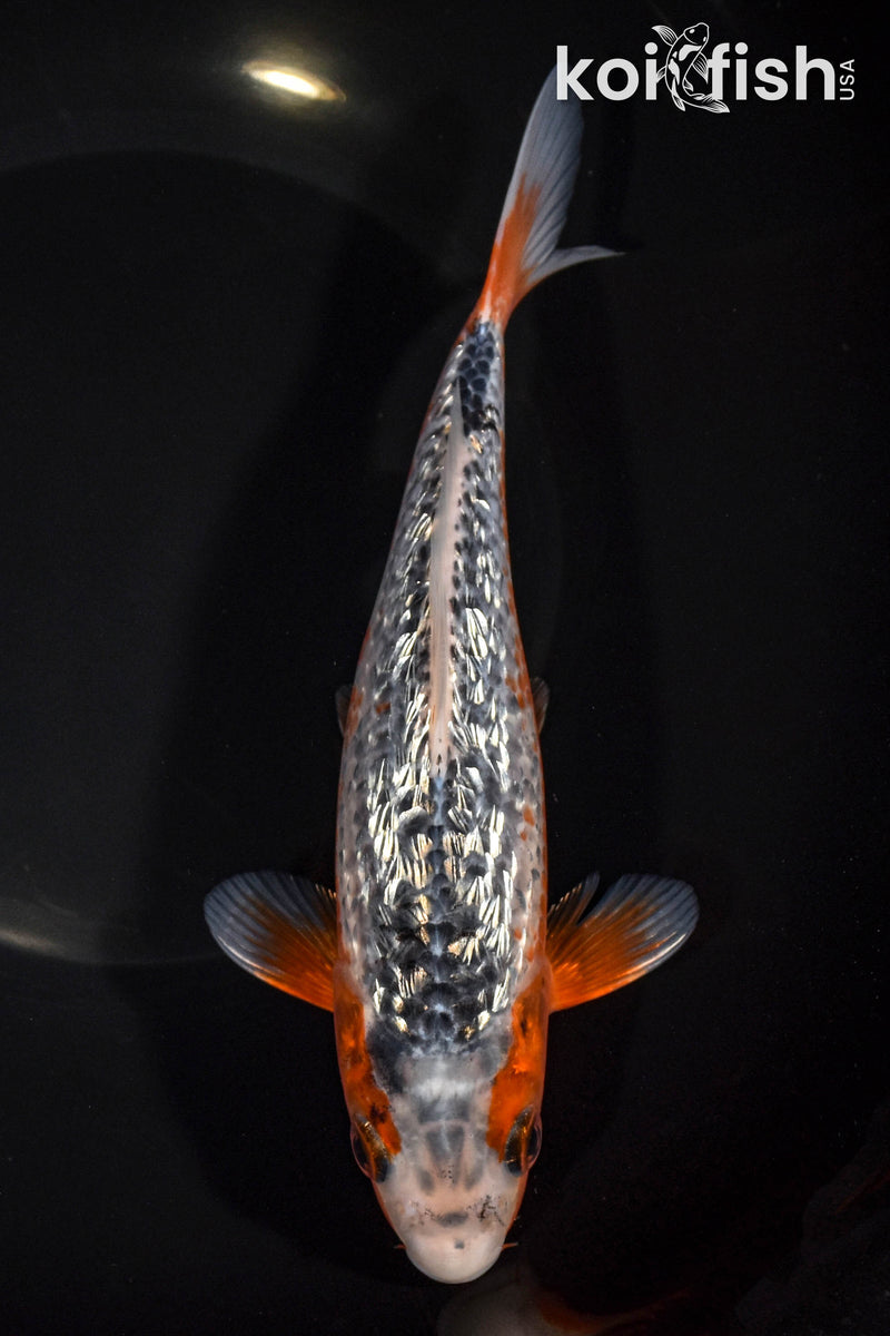 7.75" GINRIN ASAGI