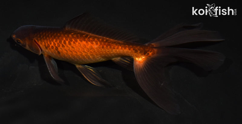 5.5" WATONAI GOLDFISH