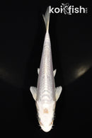 5.25" DOITSU PLATINUM OGON