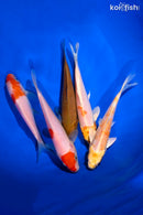 PACK OF (5) 5.25-5.5" STANDARD KOI