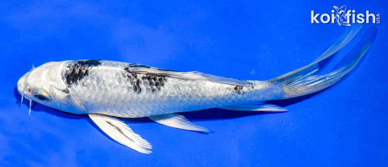 5.5" GIN SHIRO BEKKO