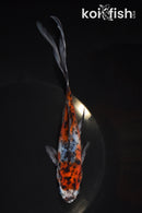 7.25" SHUBUNKIN GOLDFISH