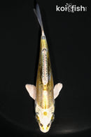4.25" KIN KI KIKOKURYU