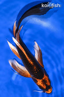 9" KIN ORENJI MATSUBA BUTTERFLY