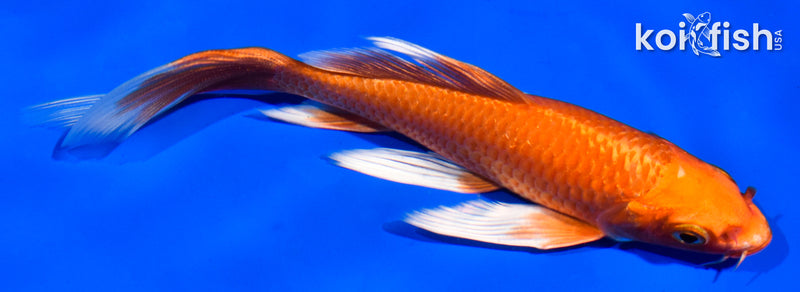 5.5" ORENJI OGON BUTTERFLY