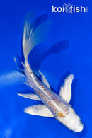 5.5" ARAGOKE LEMON HARIWAKE BUTTERFLY