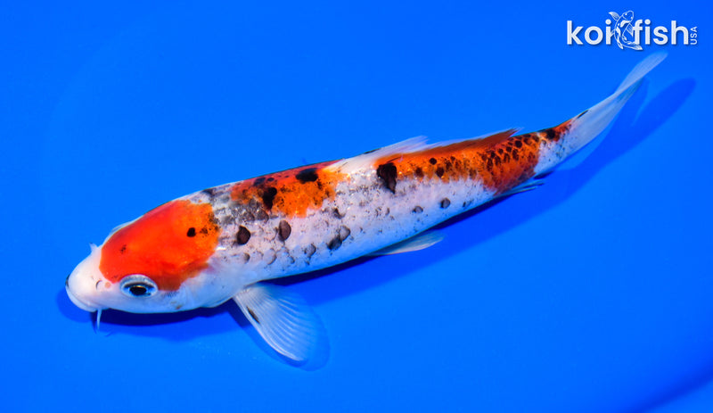 7.25" BENI MATSUKAWABAKE