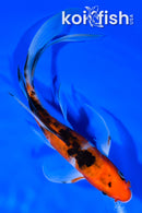 7.25" SANKE BUTTERFLY