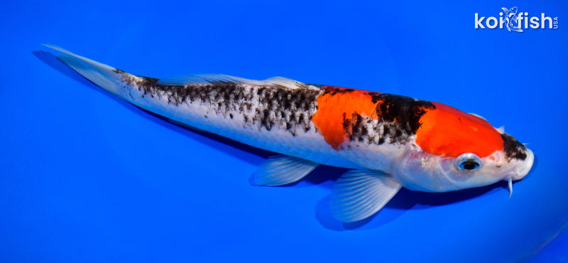 10.5" MARUTEN GOSHIKI