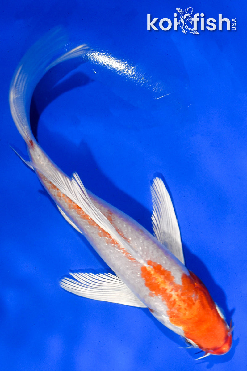 5.5" HARIWAKE BUTTERFLY