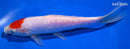 8" DOITSU KOHAKU