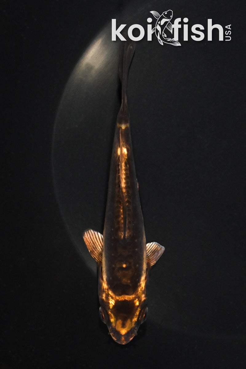 5" BENI KIKOKURYU