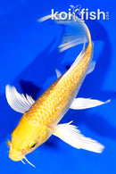 7.25" GINRIN YAMABUKI OGON BUTTERFLY