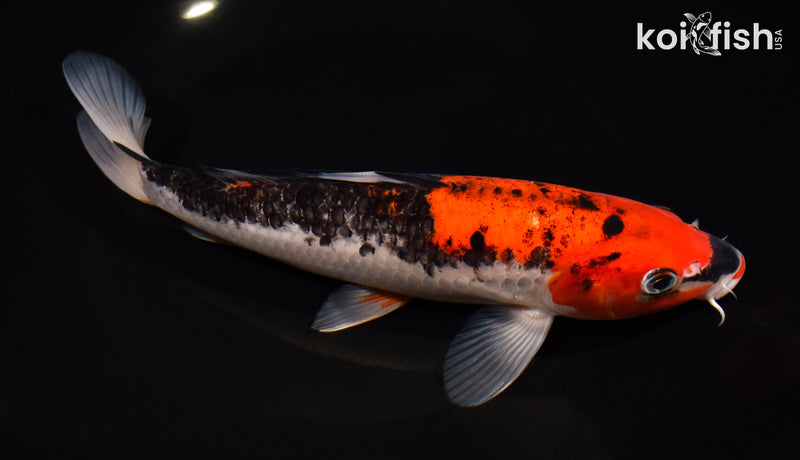 8.25" GOSHIKI