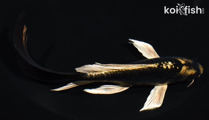 5.5" ARAGOKE KABUTO BUTTERFLY