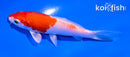 4.5" HARIWAKE