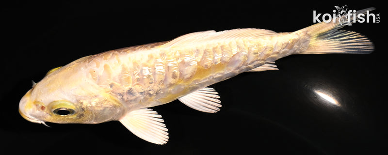 5" GINRIN ARAGOKE YAMABUKI OGON