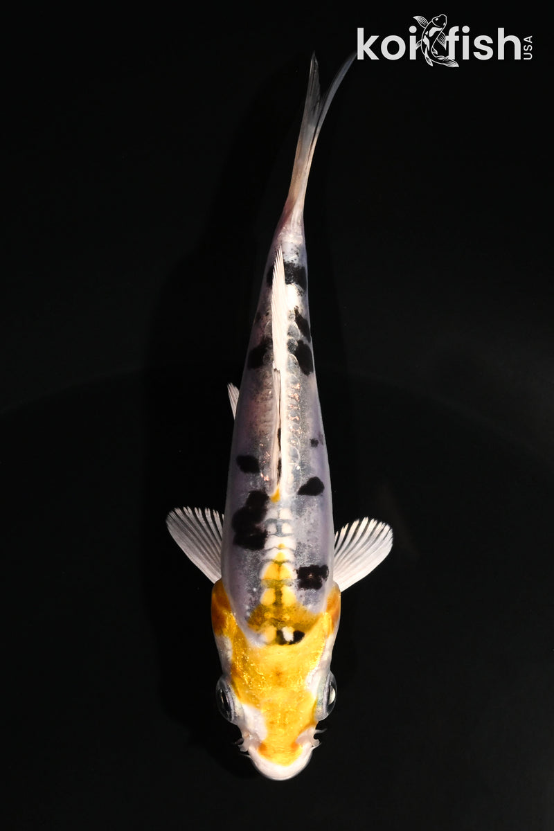 4" HEISEI NISHIKI