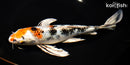 9.5" YAMATO NISHIKI BUTTERFLY