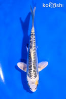 5" KIN KIKOKURYU